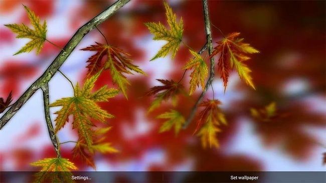 Fotografía - Autumn Leaves en HD Live Wallpaper - Indie application de la journée