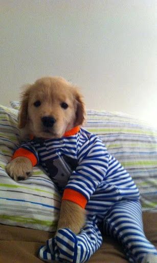 chien en pyjama