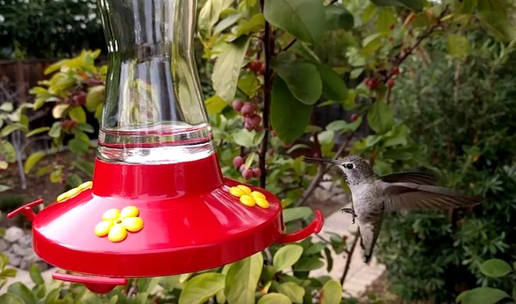 Fotografía - Cette Hummingbird 240FPS Ralenti vidéo enregistrée avec le Nexus 6P Will Make Your Heart Flutter